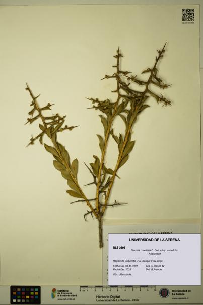 Proustia cuneifolia subsp. cuneifolia [Espécimen: ULS:ULS:0003595]