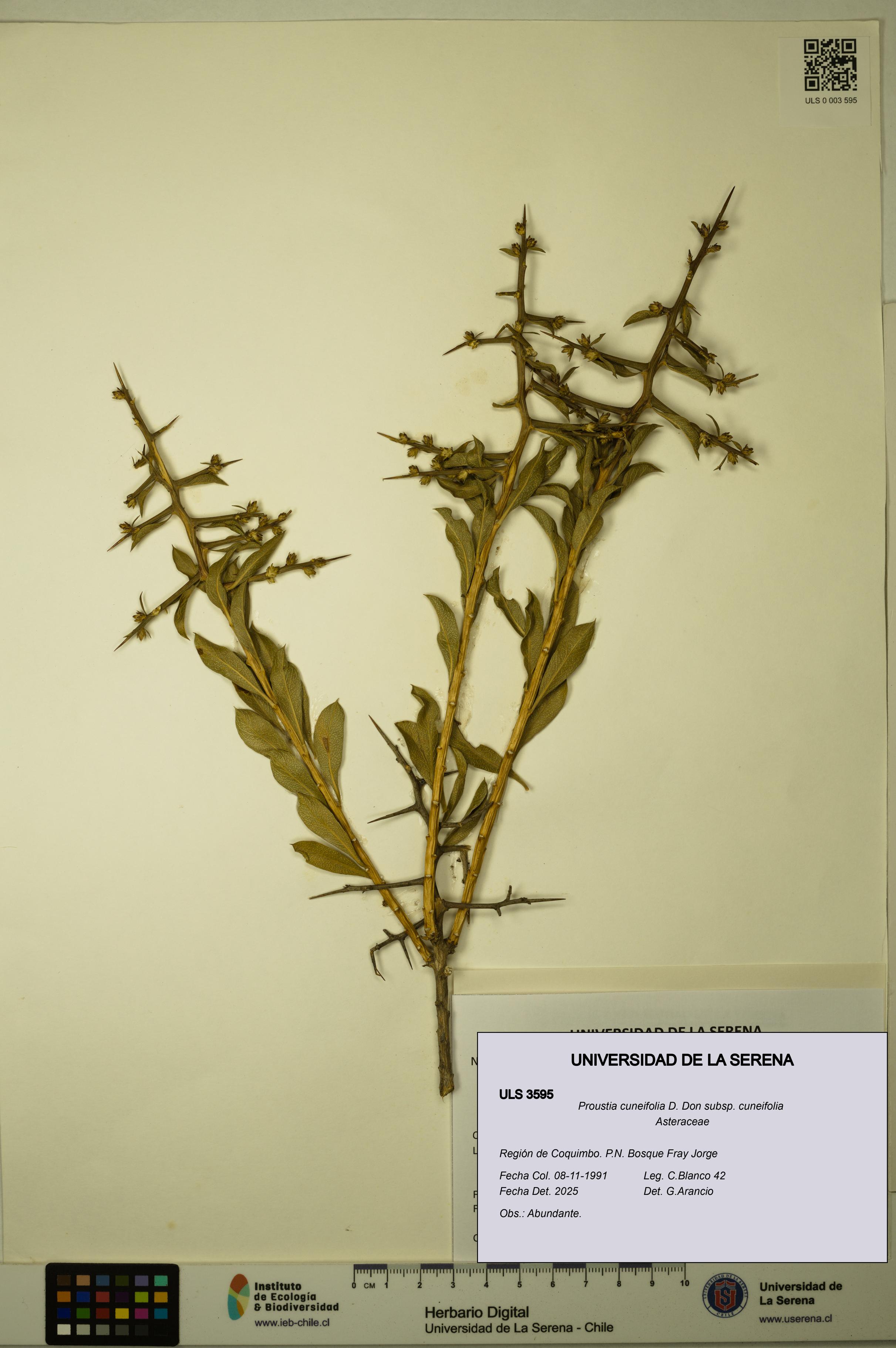 Proustia cuneifolia subsp. cuneifolia [Espécimen: ULS:ULS:0003595]