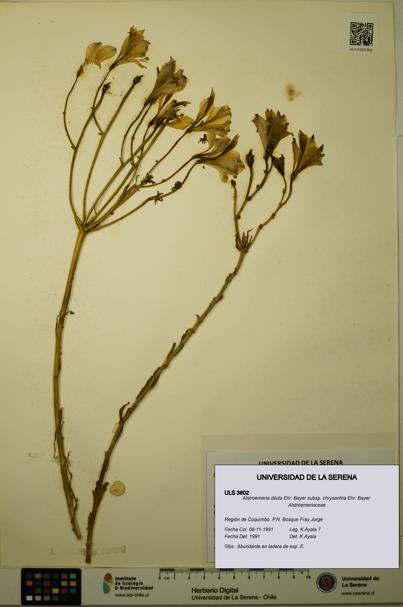 Alstroemeria diluta subsp. chrysantha [Espécimen: ULS:ULS:0003602]