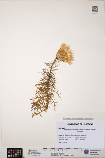 Plectocephalus chilensis var. chilensis [Espécimen: ULS:ULS:0003608]