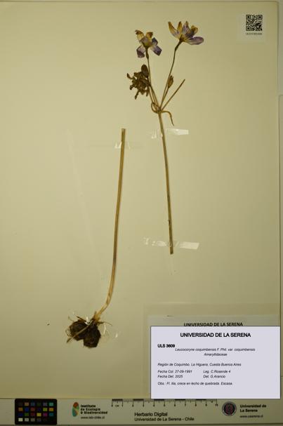 Leucocoryne coquimbensis var. coquimbensis [Espécimen: ULS:ULS:0003609]