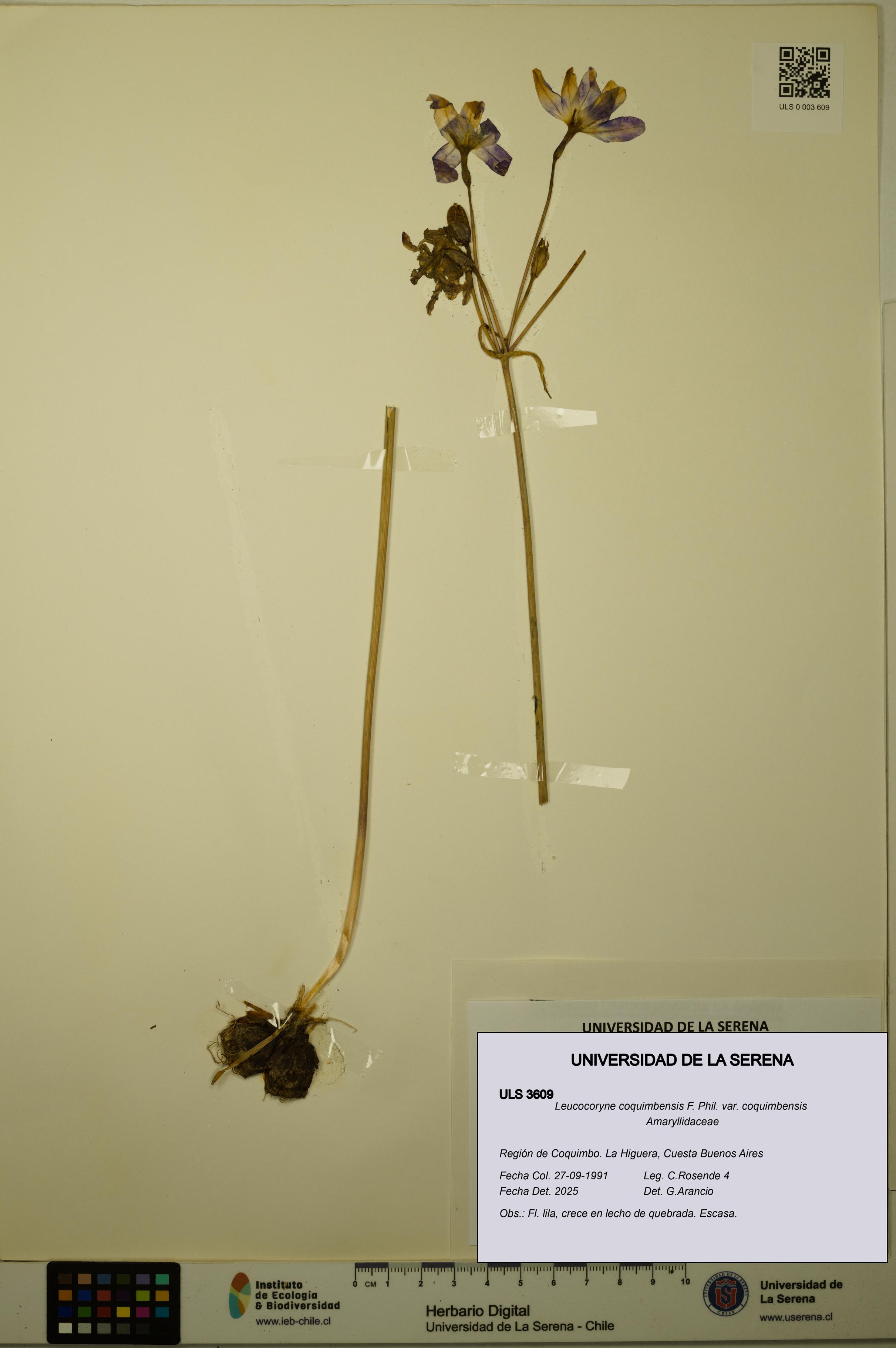 Leucocoryne coquimbensis var. coquimbensis [Espécimen: ULS:ULS:0003609]