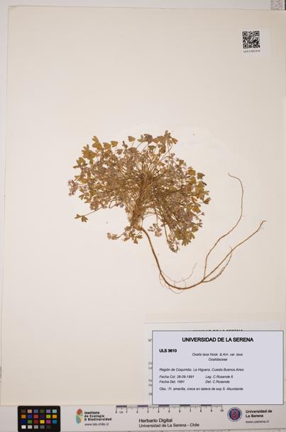 Oxalis laxa var. laxa [Espécimen: ULS:ULS:0003610]