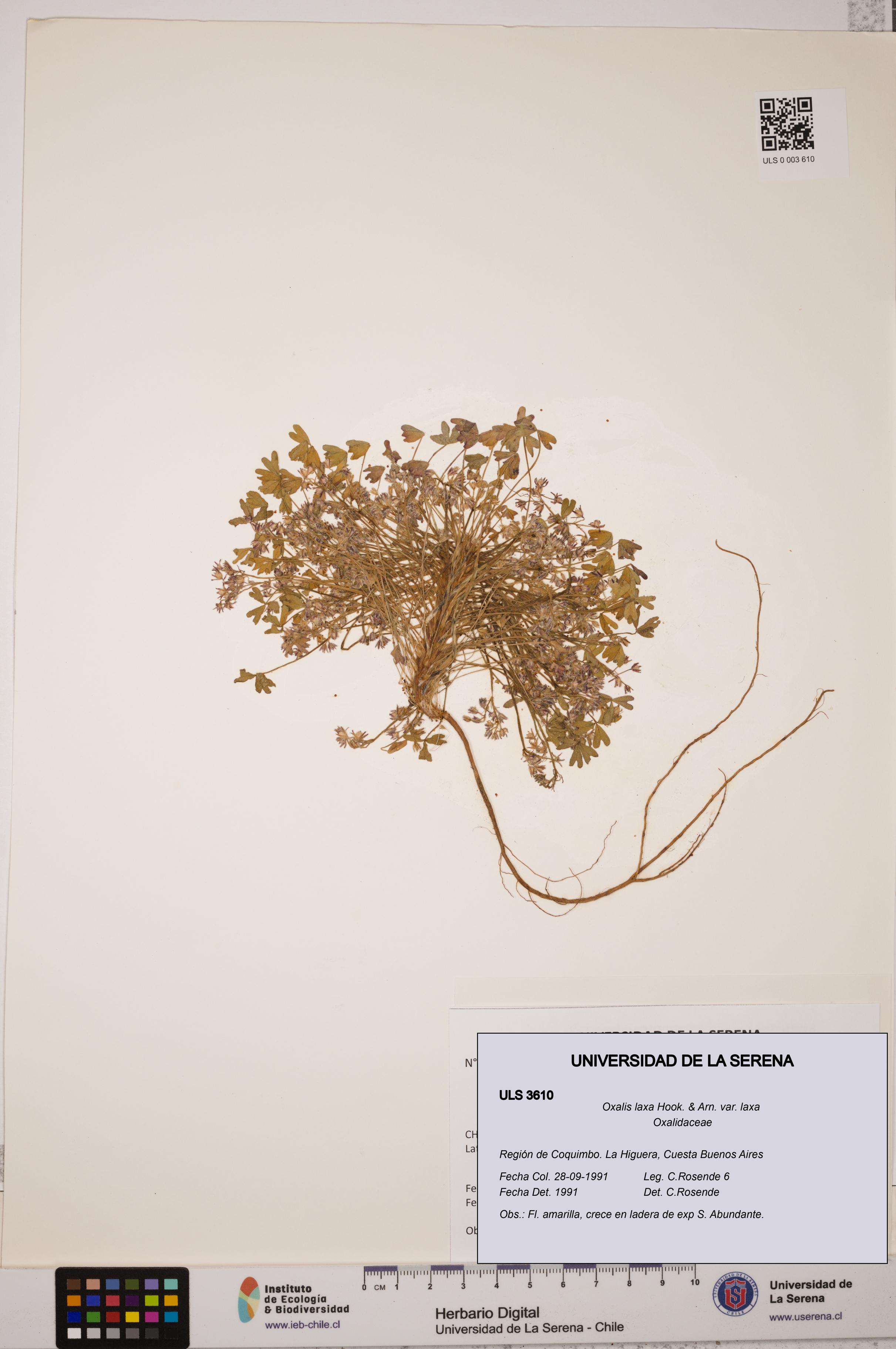 Oxalis laxa var. laxa [Espécimen: ULS:ULS:0003610]