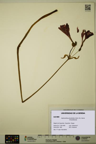 Zephyranthes phycelloides [Espécimen: ULS:ULS:0003620]