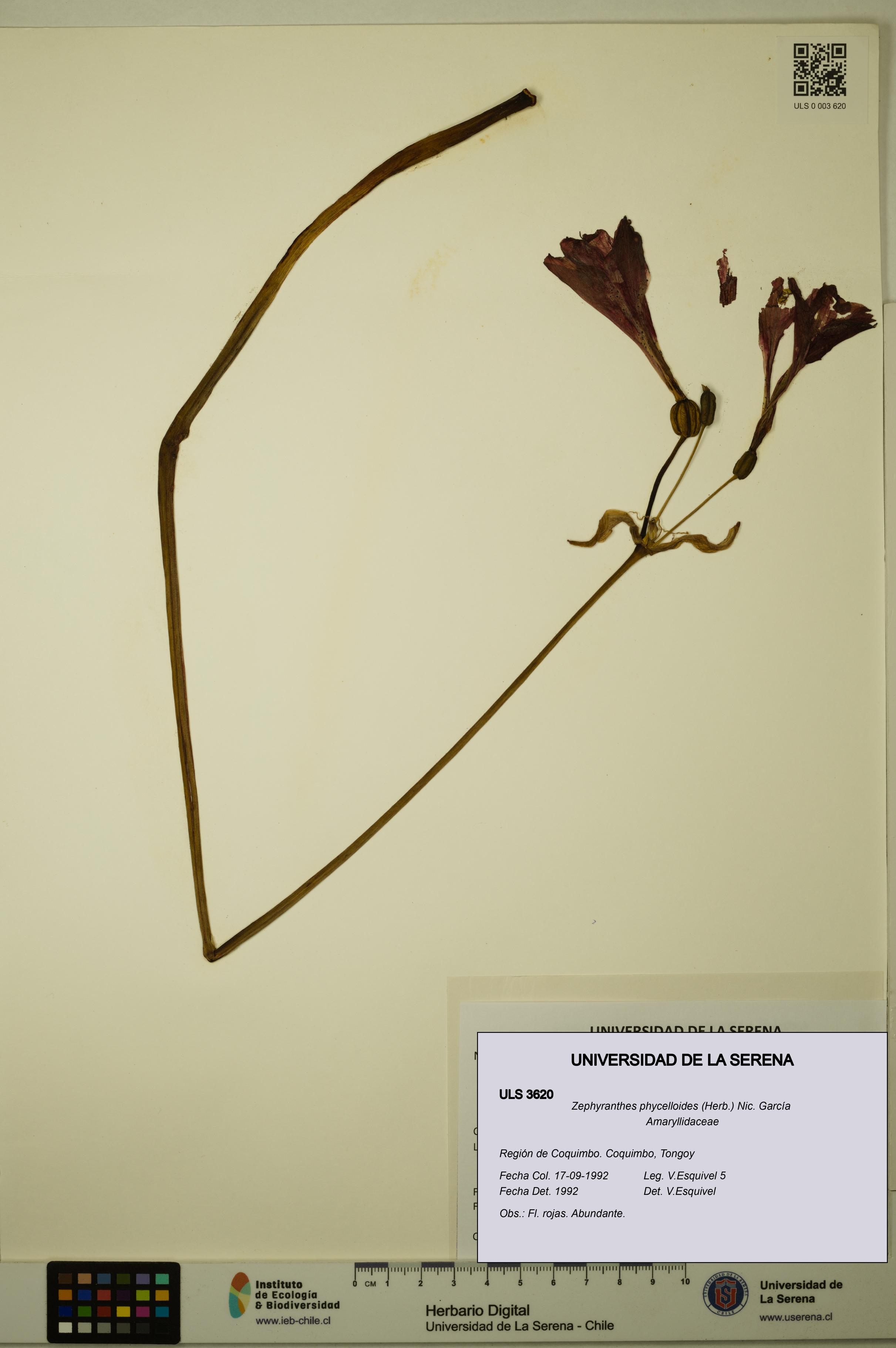 Zephyranthes phycelloides [Espécimen: ULS:ULS:0003620]