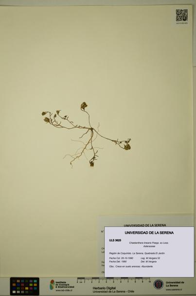Chaetanthera linearis [Espécimen: ULS:ULS:0003625]