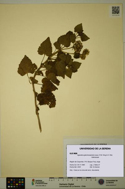 Ageratina glechonophylla [Espécimen: ULS:ULS:0003626]