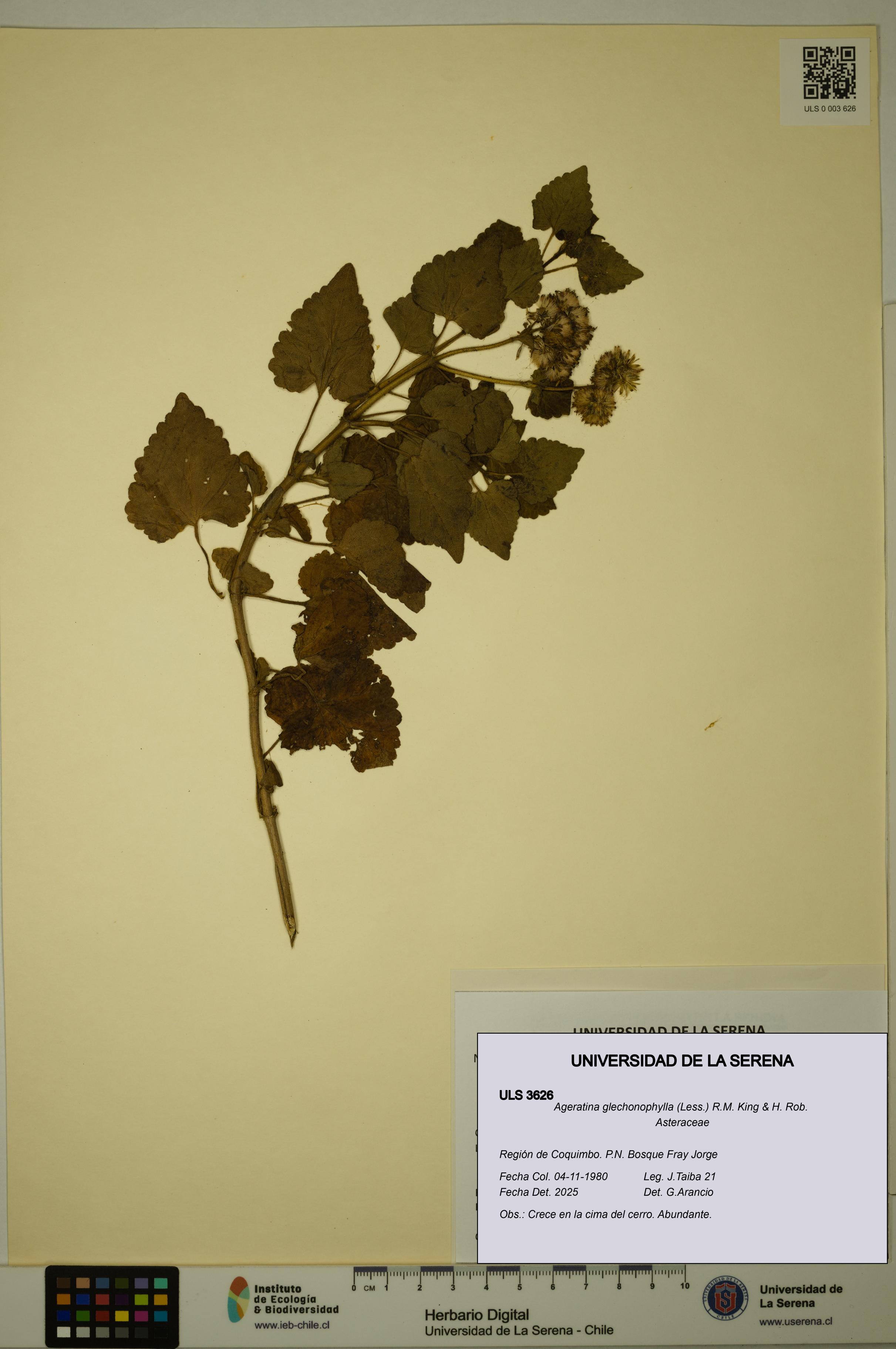 Ageratina glechonophylla [Espécimen: ULS:ULS:0003626]