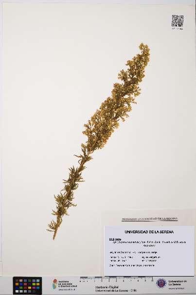 Ophryosporus paradoxus [Espécimen: ULS:ULS:0003635]