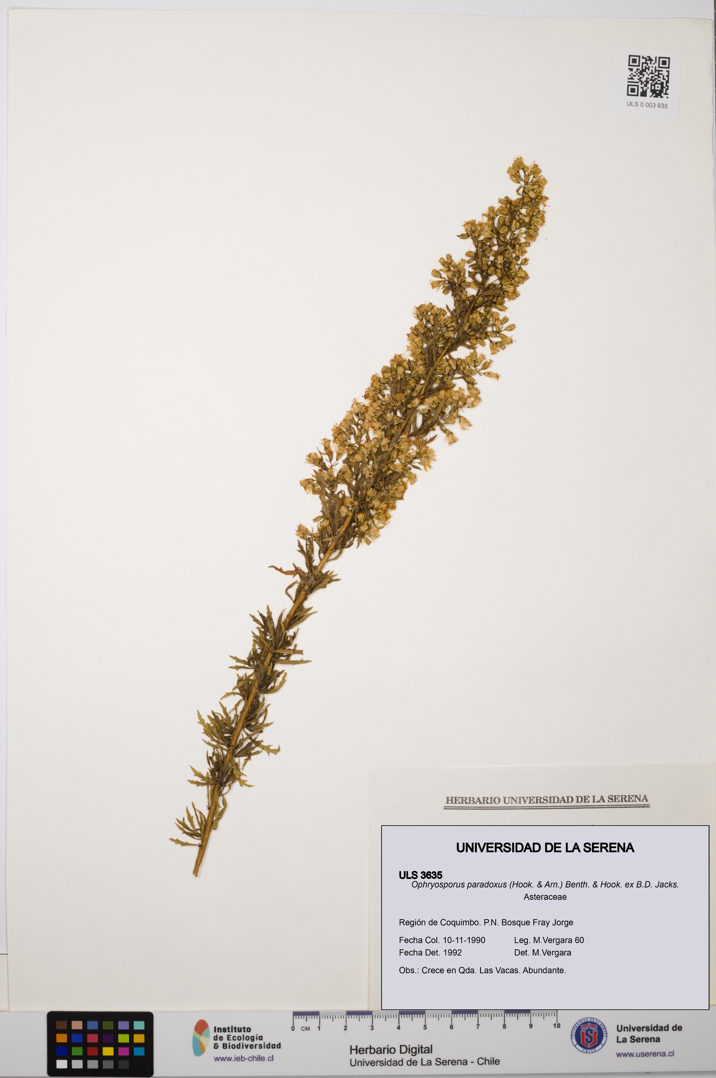 Ophryosporus paradoxus [Espécimen: ULS:ULS:0003635]