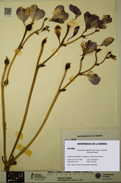 Alstroemeria magnifica [Espécimen: ULS:ULS:0003638]