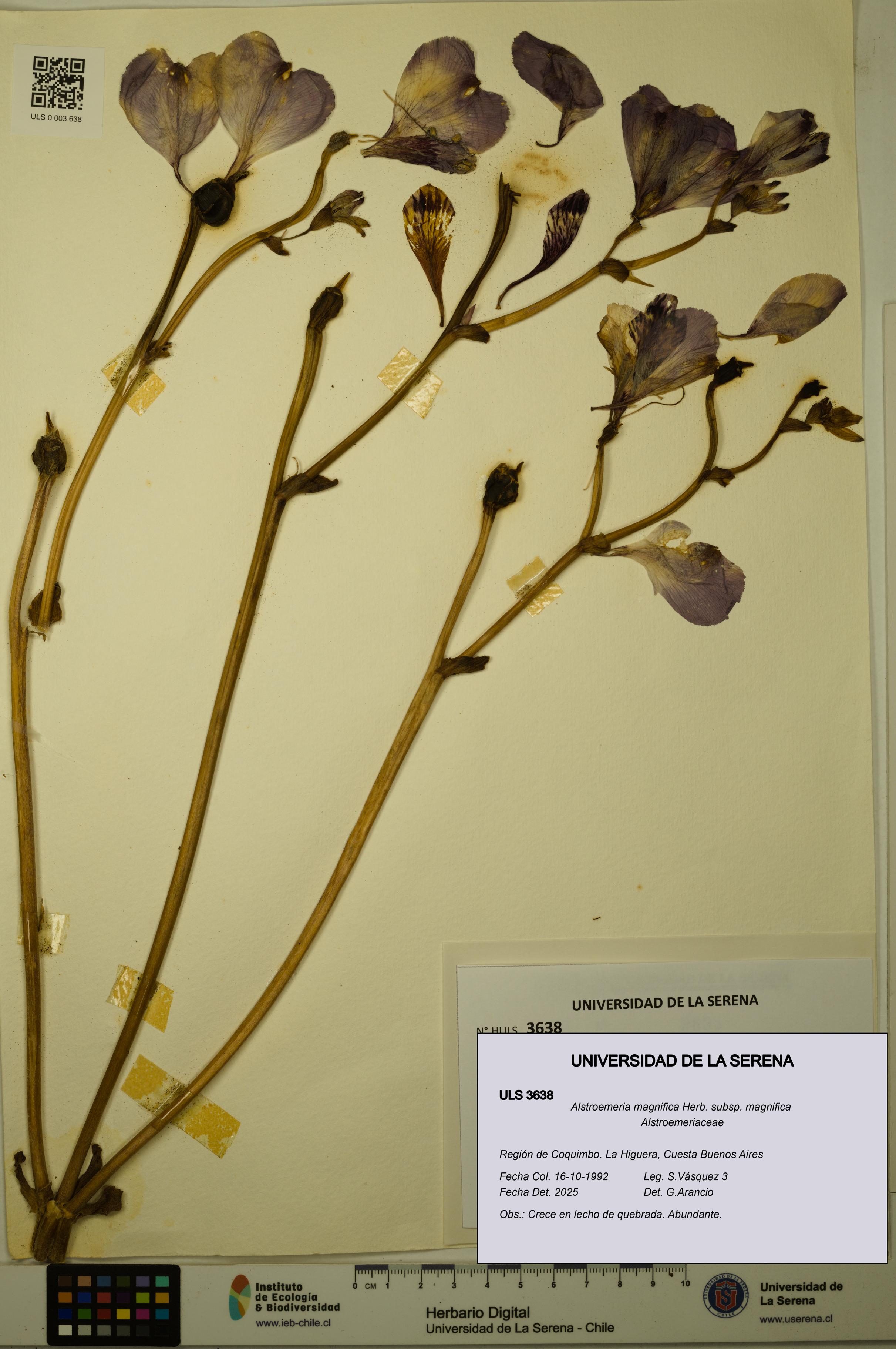 Alstroemeria magnifica [Espécimen: ULS:ULS:0003638]