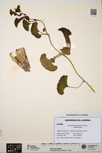 Aristolochia vaginans [Espécimen: ]