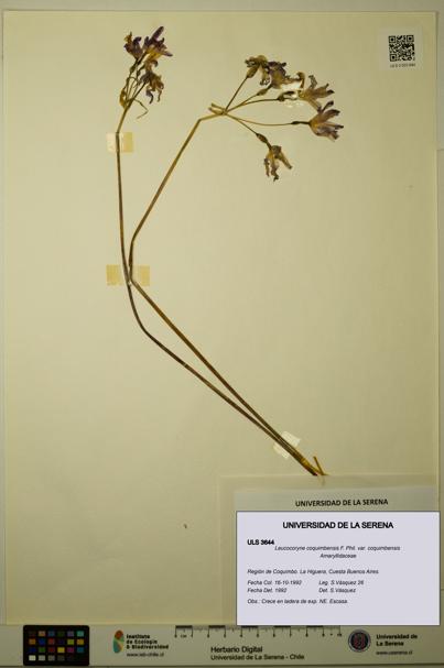 Leucocoryne coquimbensis var. coquimbensis [Espécimen: ULS:ULS:0003644]
