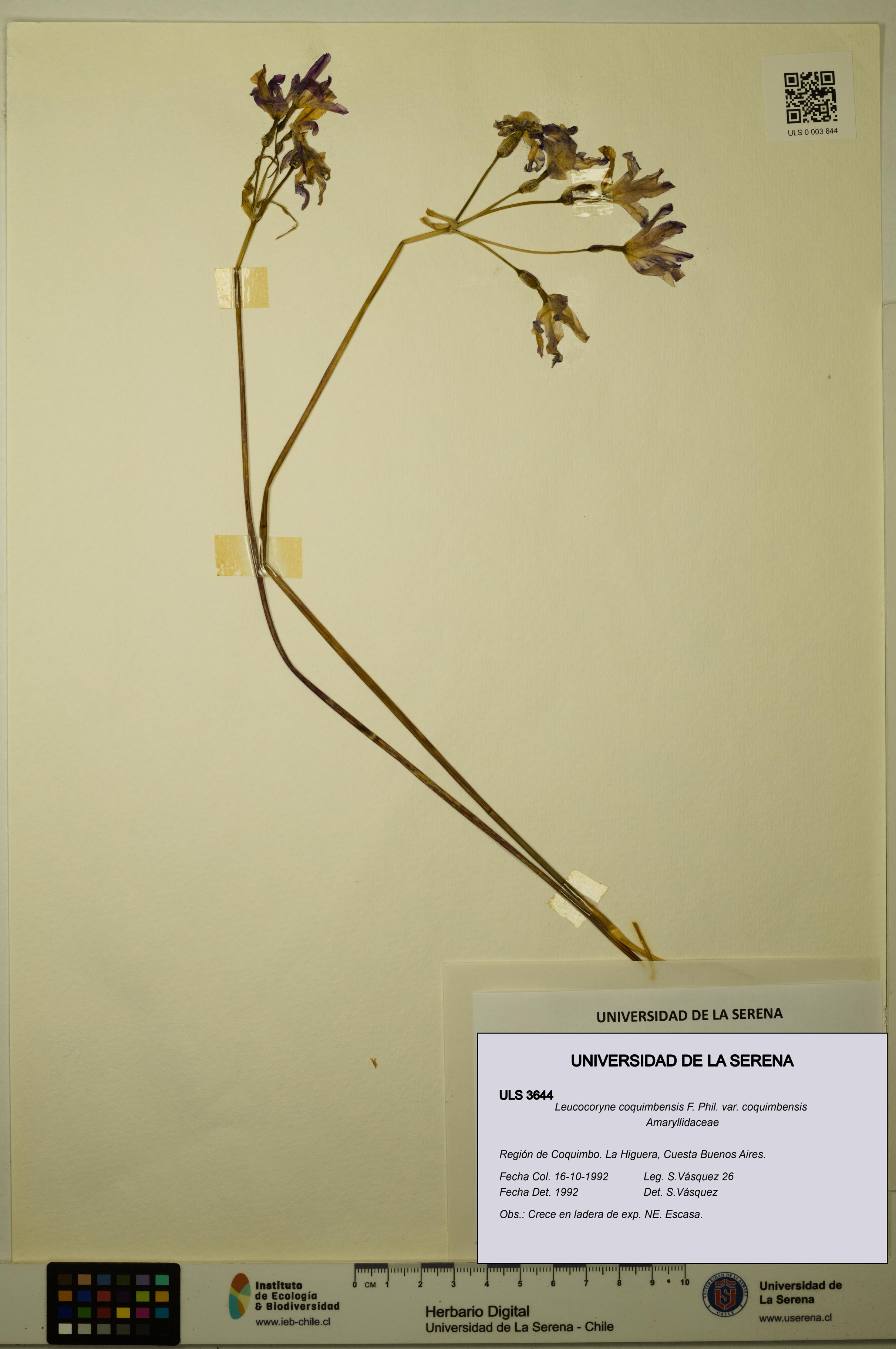 Leucocoryne coquimbensis var. coquimbensis [Espécimen: ULS:ULS:0003644]