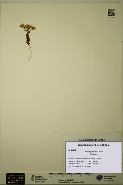 Triptilion gibbosum [Espécimen: ULS:ULS:0003651]