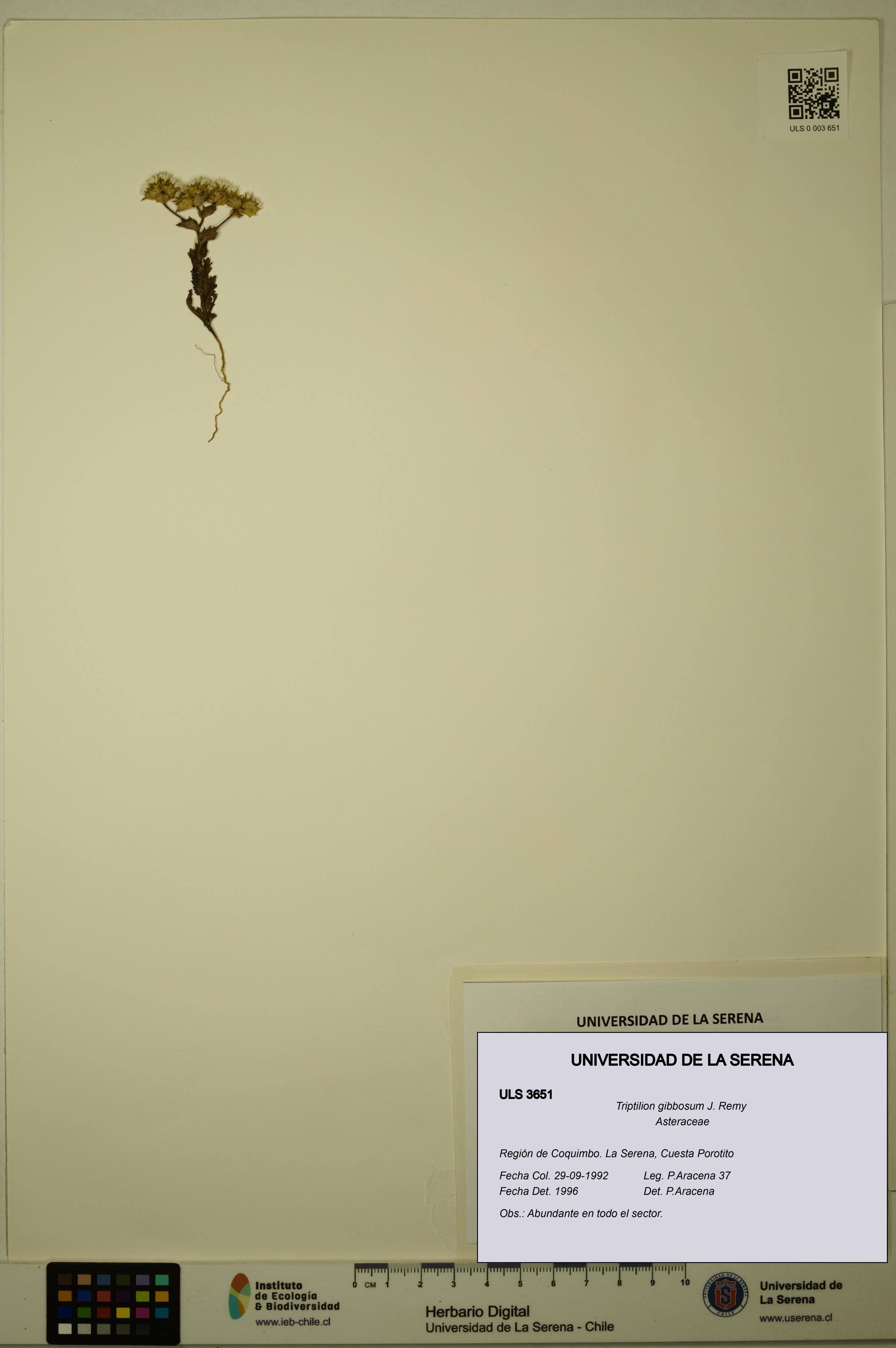 Triptilion gibbosum [Espécimen: ULS:ULS:0003651]