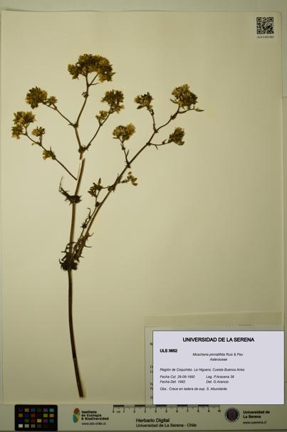 Moscharia pinnatifida [Espécimen: ULS:ULS:0003652]