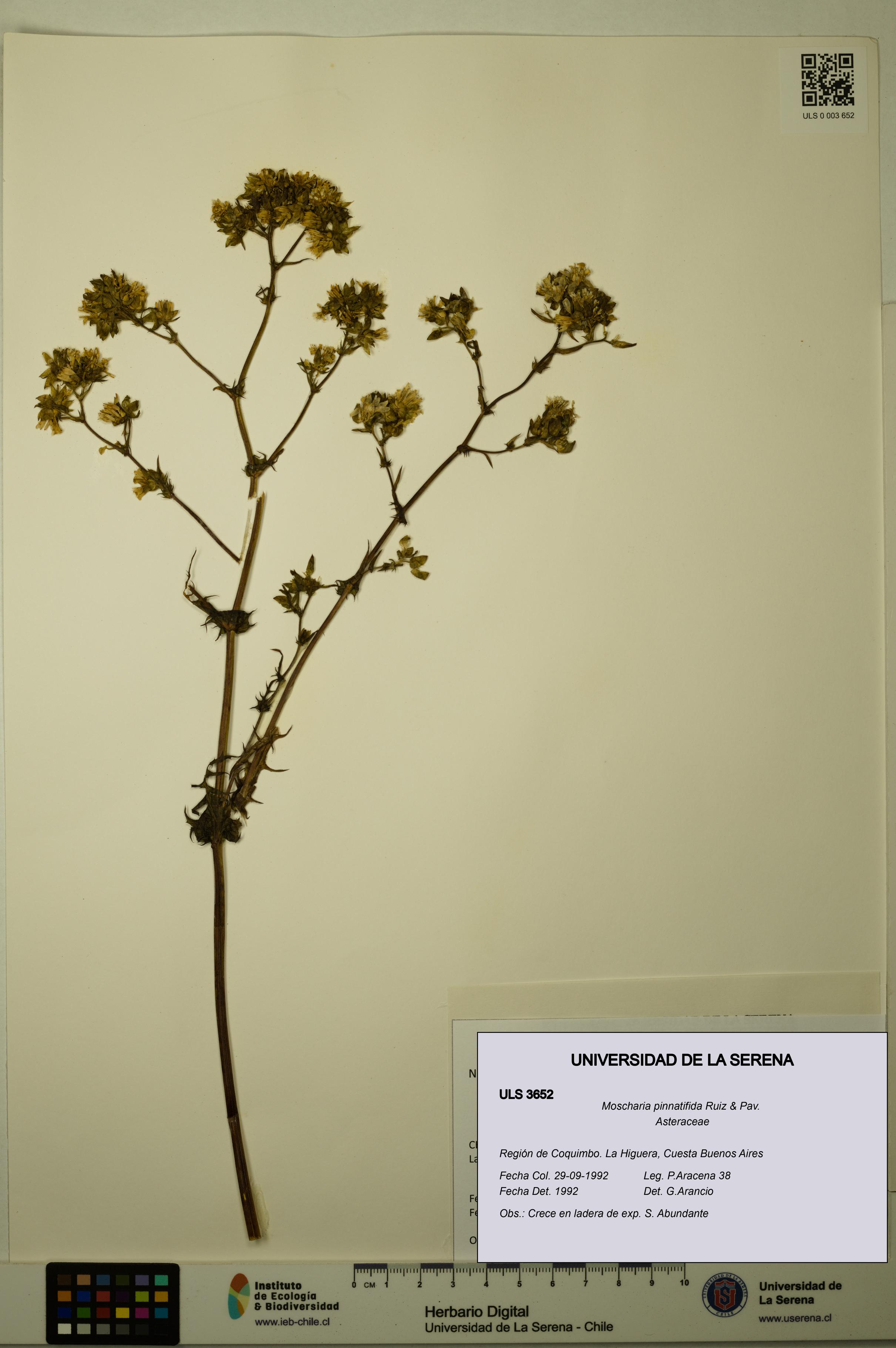 Moscharia pinnatifida [Espécimen: ULS:ULS:0003652]