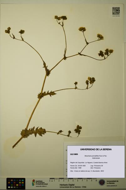 Moscharia pinnatifida [Espécimen: ULS:ULS:0003653]