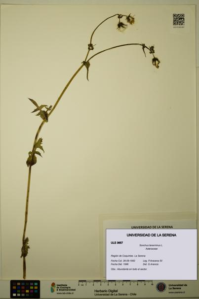Sonchus tenerrimus [Espécimen: ULS:ULS:0003657]
