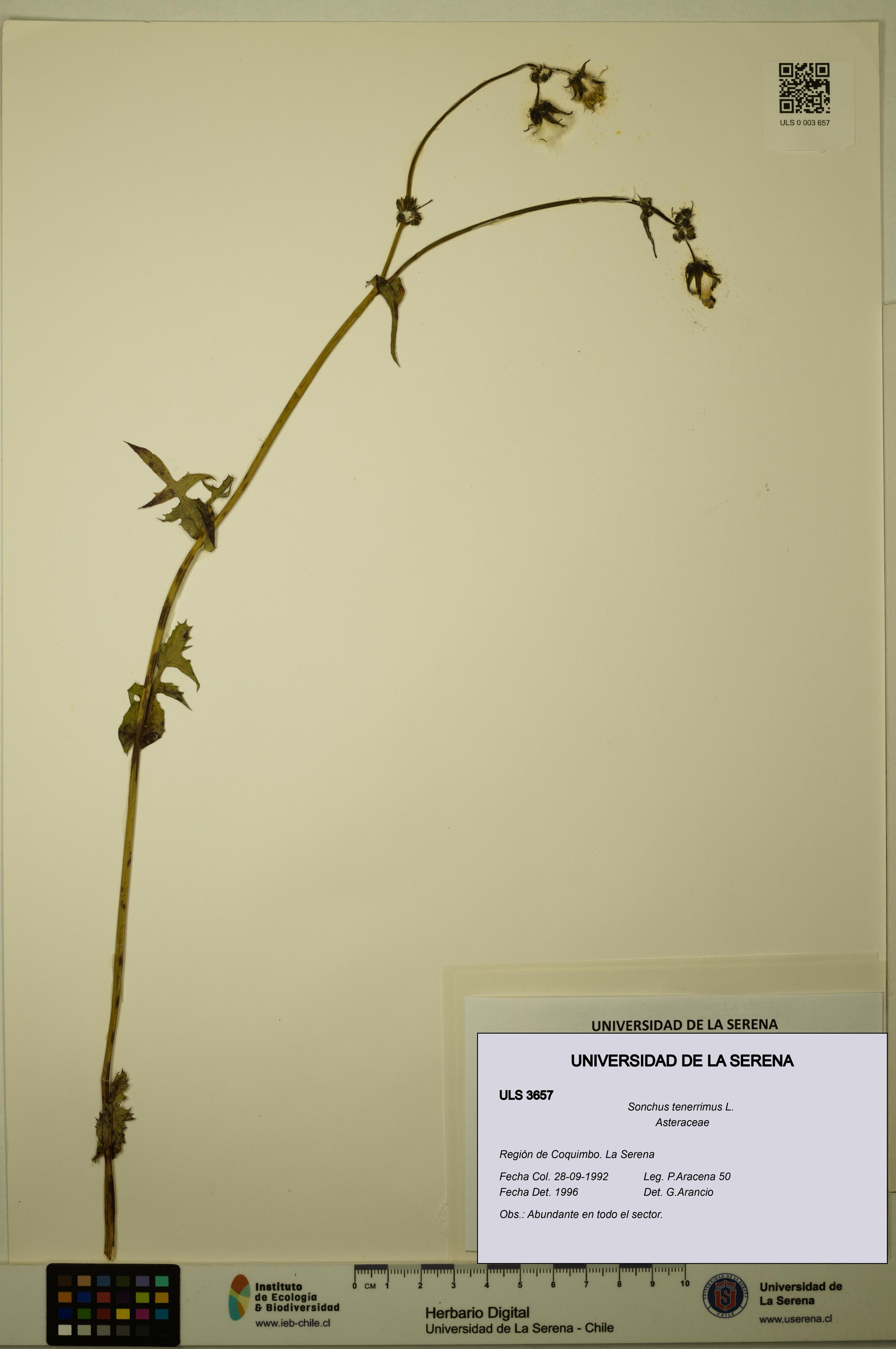 Sonchus tenerrimus [Espécimen: ULS:ULS:0003657]