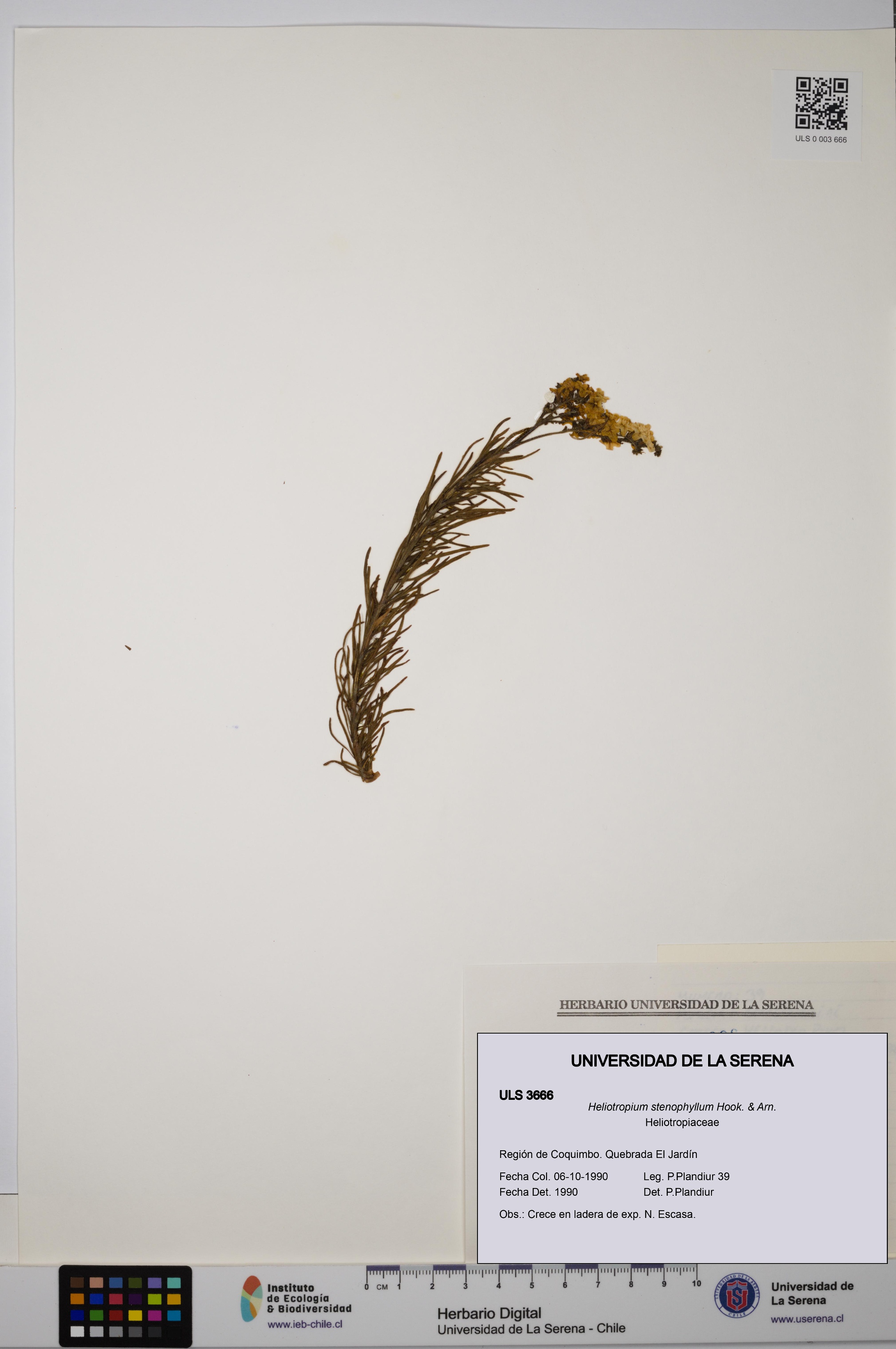 Heliotropium stenophyllum [Espécimen: ULS:ULS:0003666]