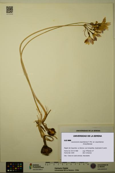 Leucocoryne coquimbensis var. coquimbensis [Espécimen: ULS:ULS:0003669]