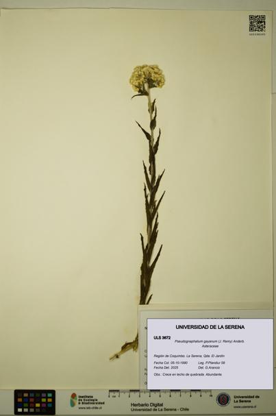 Pseudognaphalium gayanum [Espécimen: ULS:ULS:0003672]