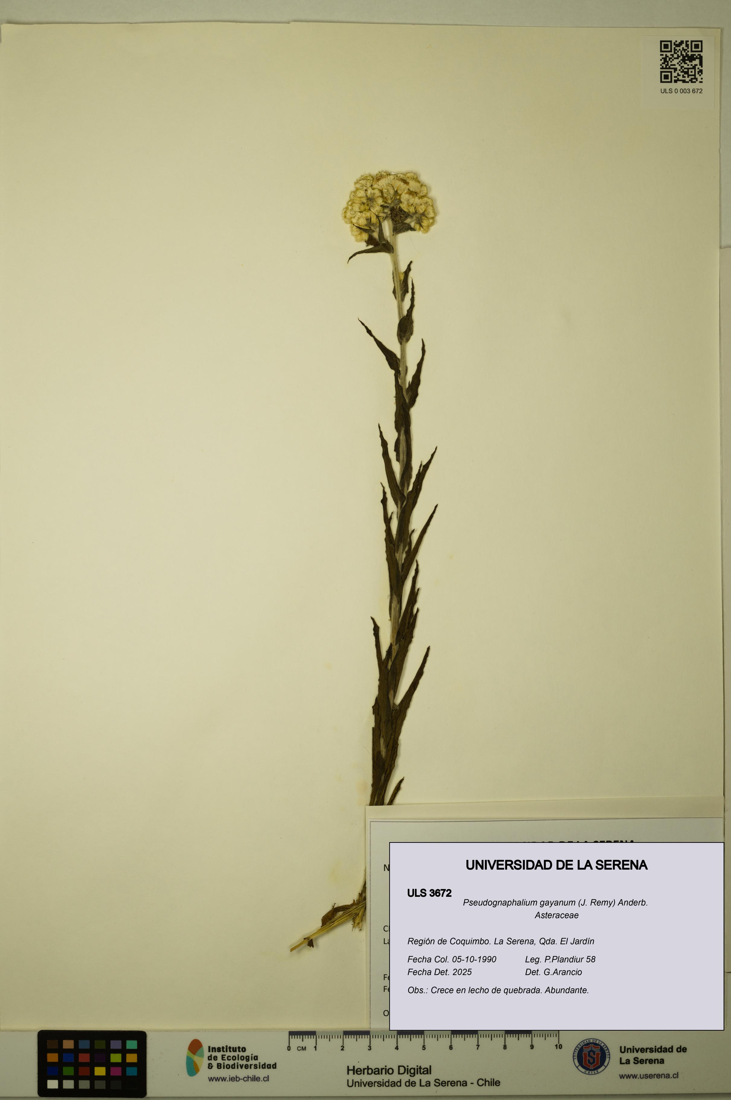 Pseudognaphalium gayanum [Espécimen: ULS:ULS:0003672]
