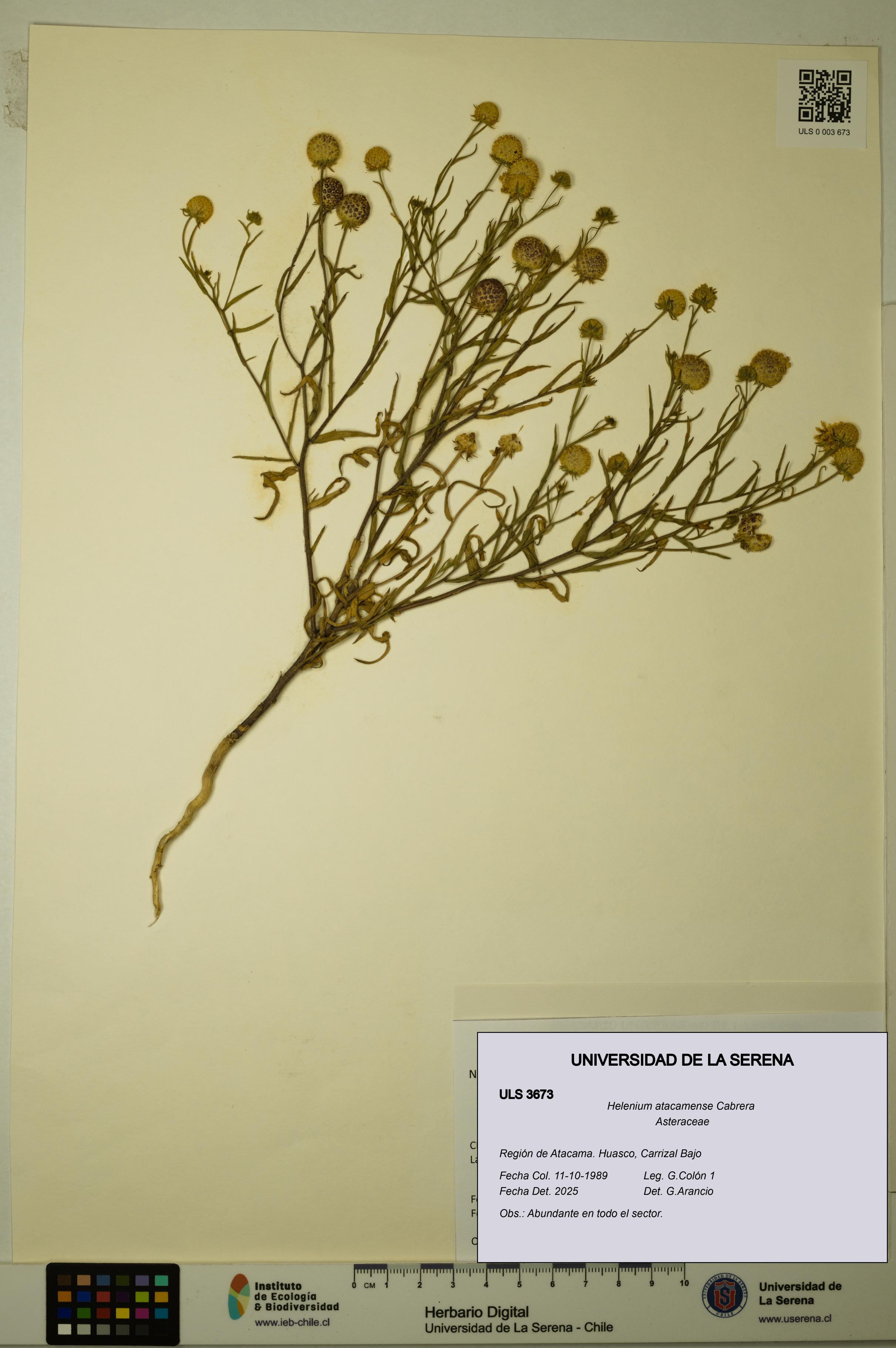 Helenium atacamense [Espécimen: ULS:ULS:0003673]
