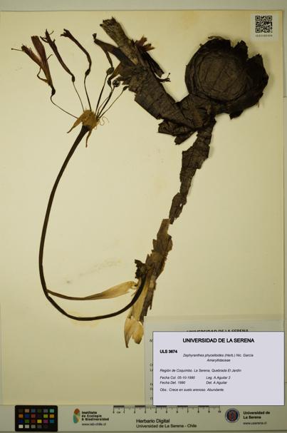 Zephyranthes phycelloides [Espécimen: ULS:ULS:0003674]