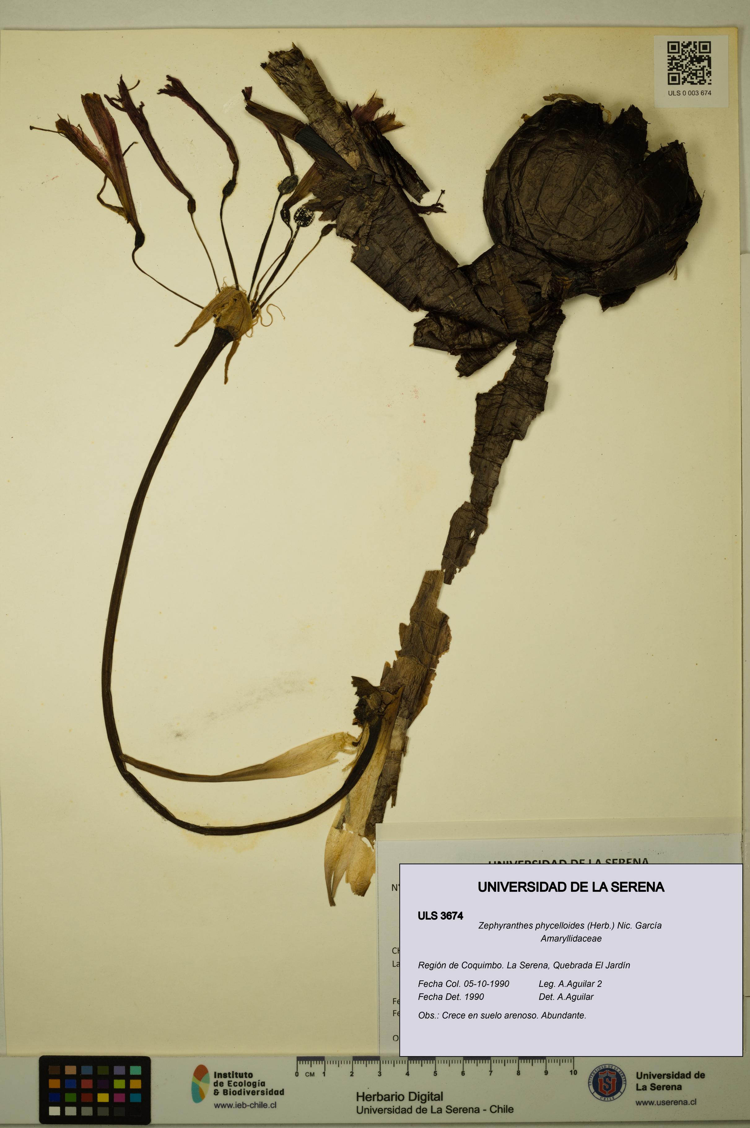 Zephyranthes phycelloides [Espécimen: ULS:ULS:0003674]