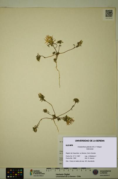 Chaetanthera glabrata [Espécimen: ULS:ULS:0003678]