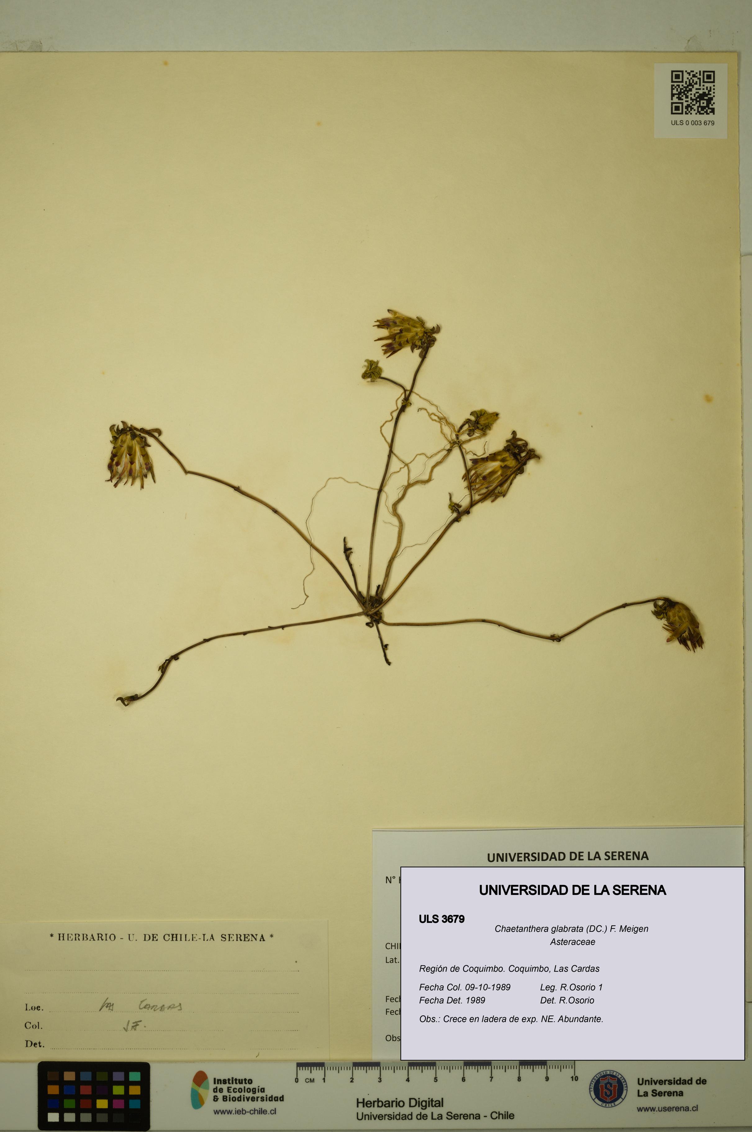 Chaetanthera glabrata [Espécimen: ULS:ULS:0003679]