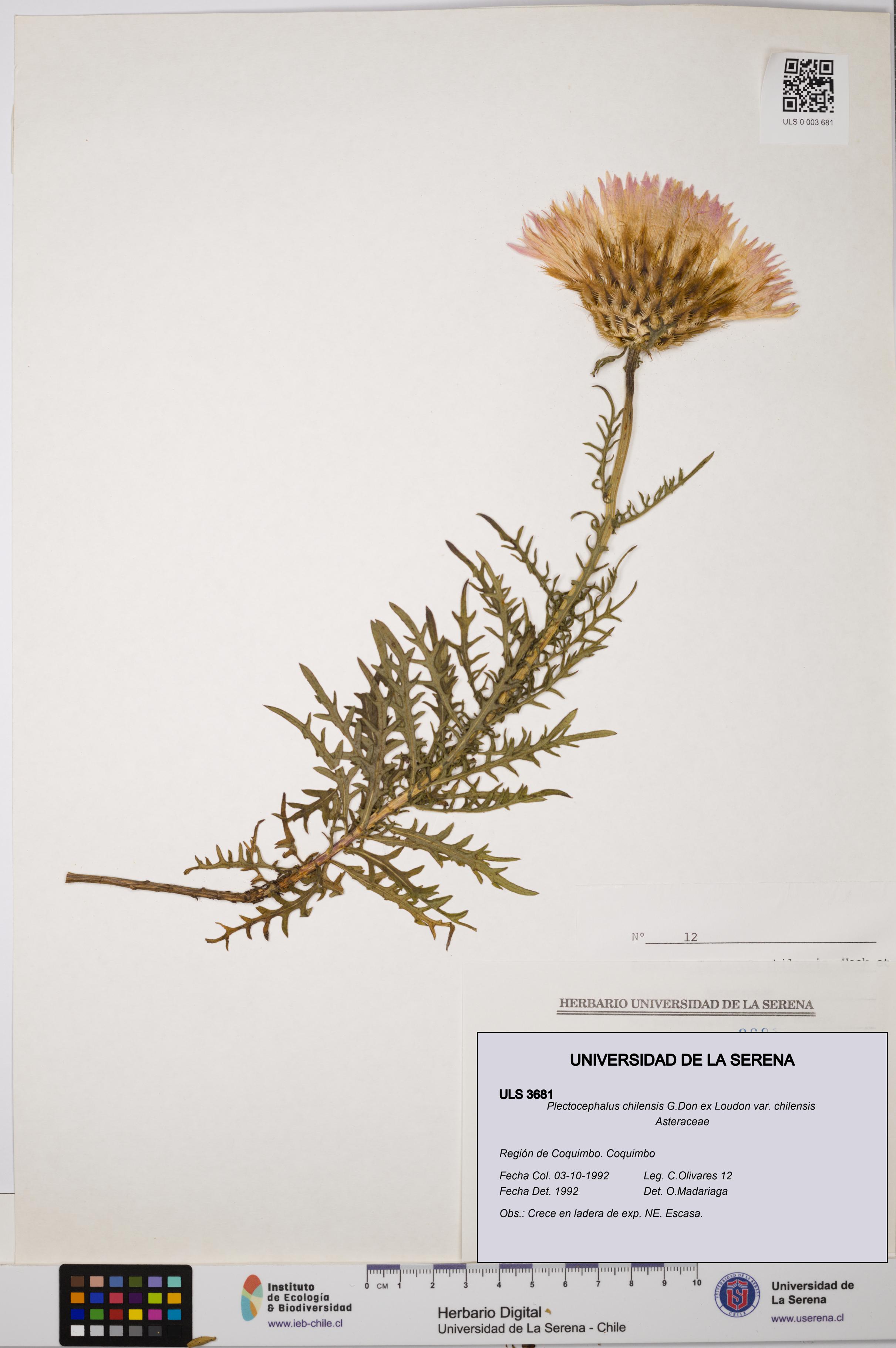 Plectocephalus chilensis var. chilensis [Espécimen: ULS:ULS:0003681]