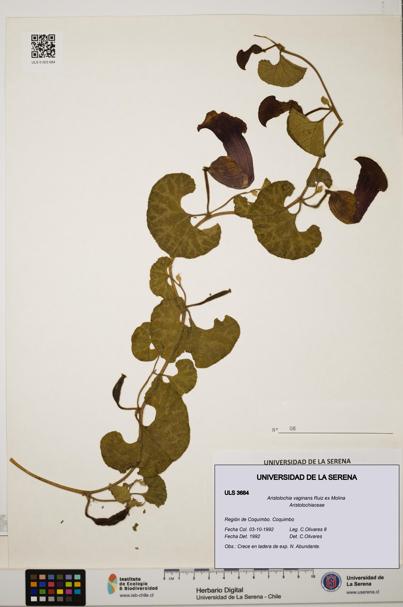 Aristolochia vaginans [Espécimen: ]