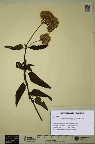 Aristeguietia salvia [Espécimen: ULS:ULS:0003690]