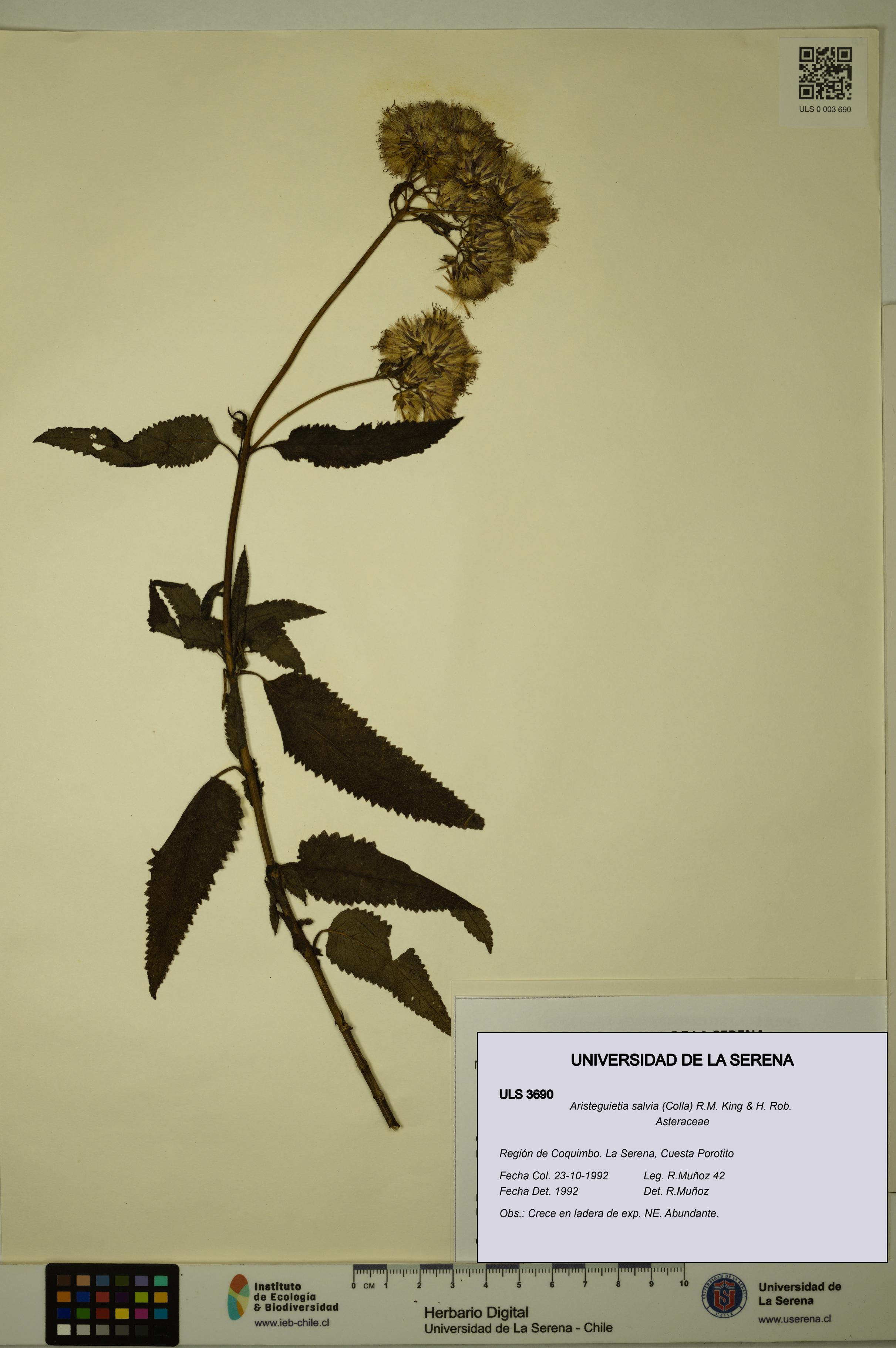 Aristeguietia salvia [Espécimen: ULS:ULS:0003690]