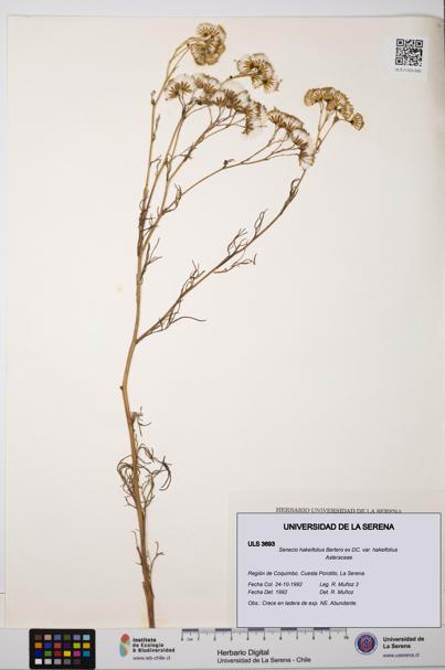 Senecio hakeifolius var. hakeifolius [Espécimen: ULS:ULS:0003693]
