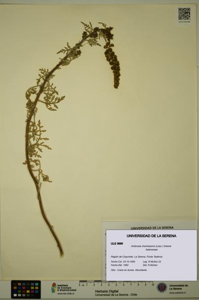 Ambrosia chamissonis [Espécimen: ULS:ULS:0003695]