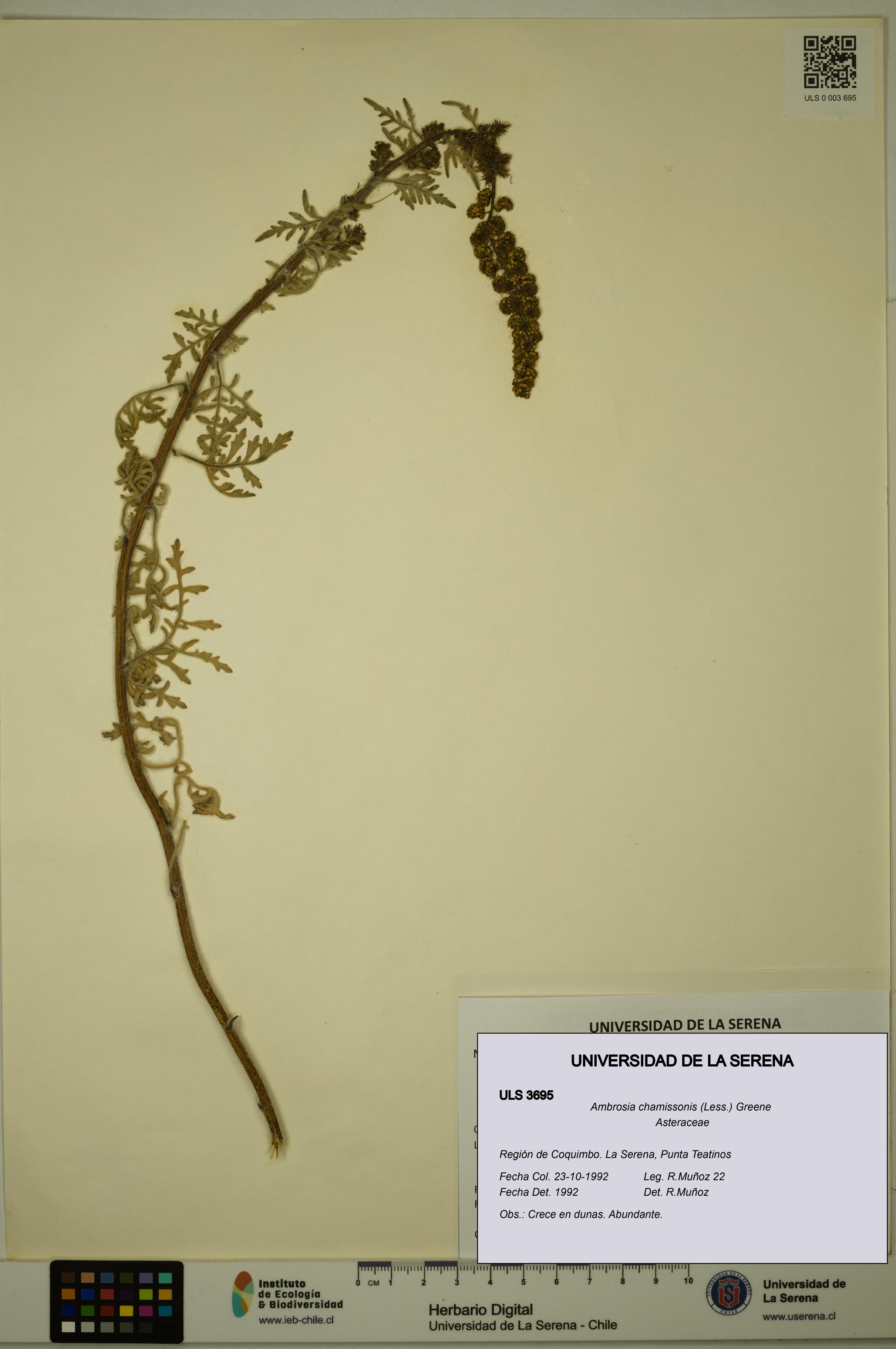 Ambrosia chamissonis [Espécimen: ULS:ULS:0003695]
