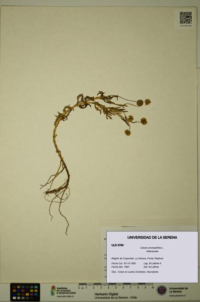 Cotula coronopifolia [Espécimen: ULS:ULS:0003700]