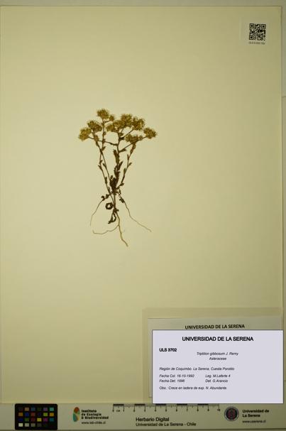 Triptilion gibbosum [Espécimen: ULS:ULS:0003702]