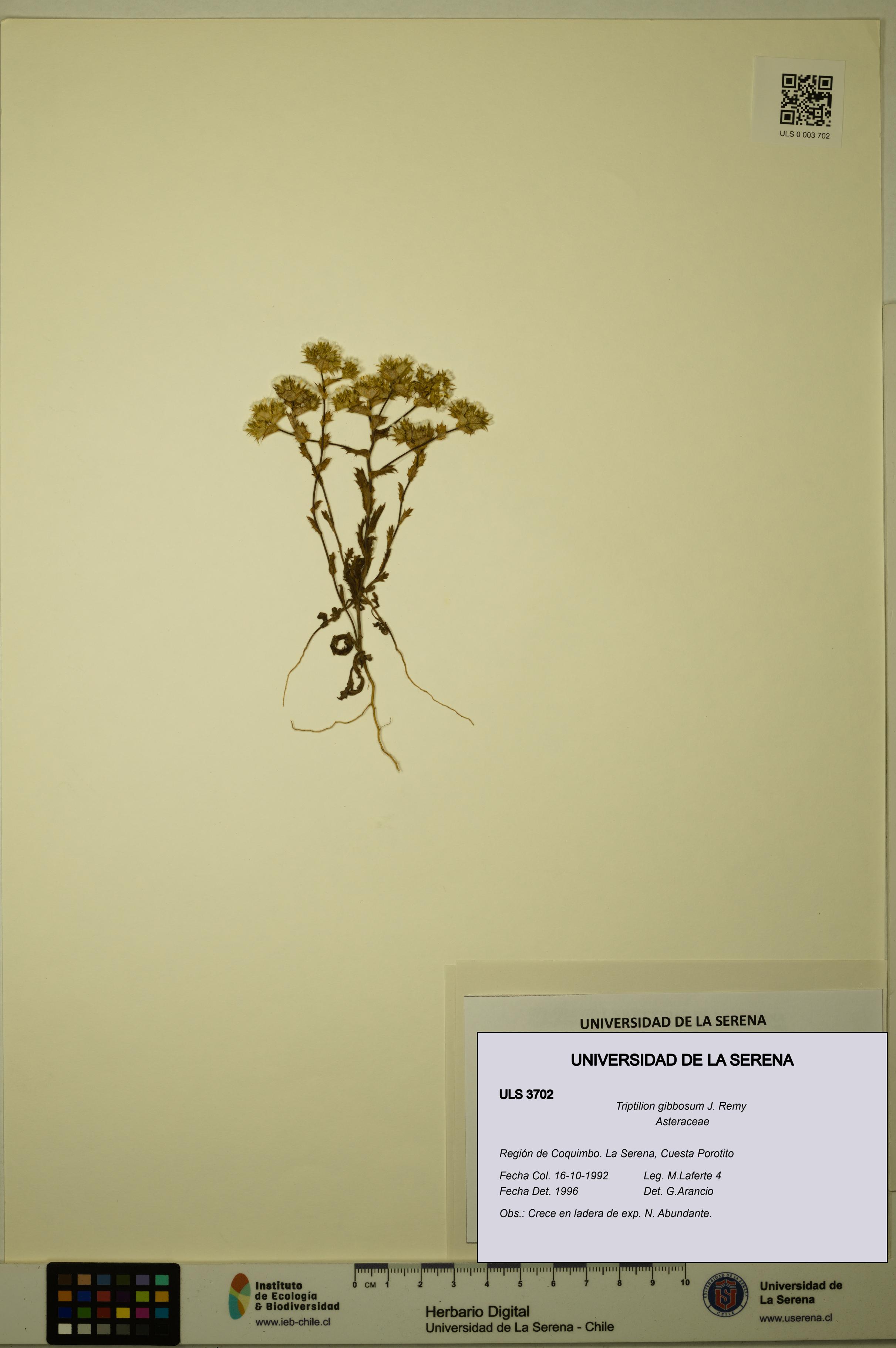 Triptilion gibbosum [Espécimen: ULS:ULS:0003702]