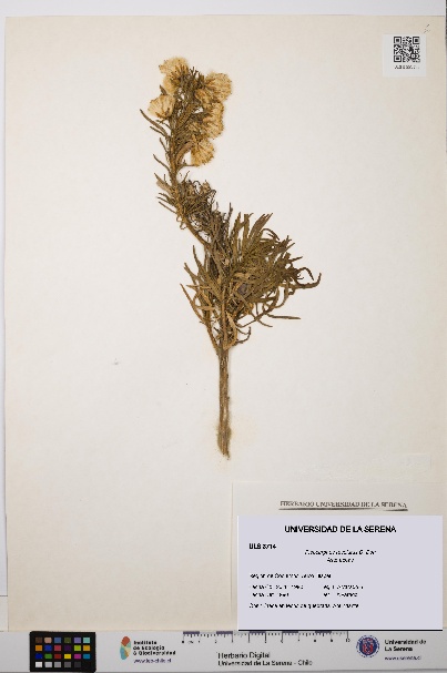 Pleocarphus revolutus [Espécimen: ULS:ULS:0003714]
