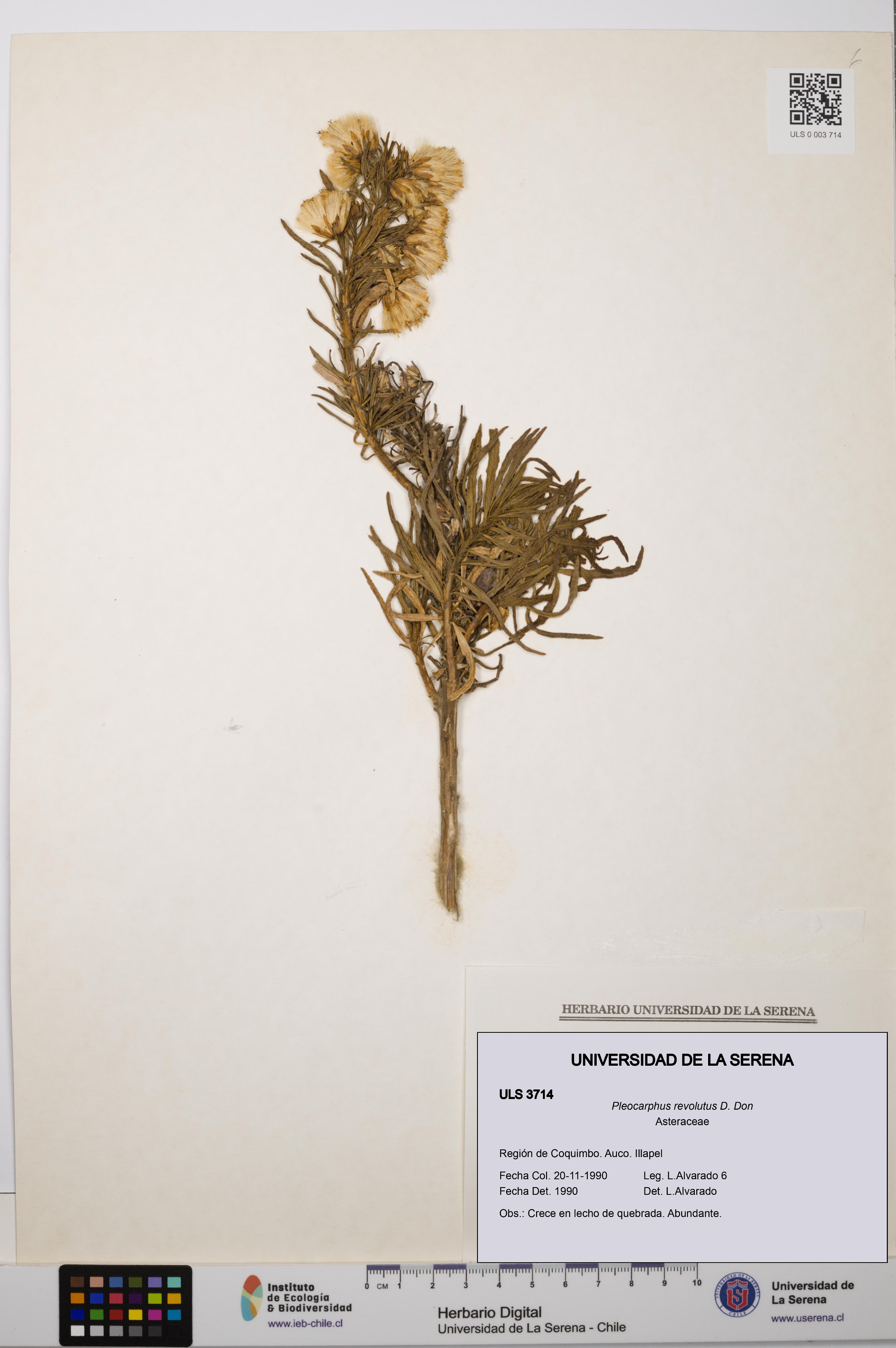 Pleocarphus revolutus [Espécimen: ULS:ULS:0003714]