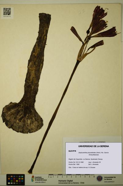 Zephyranthes phycelloides [Espécimen: ULS:ULS:0003715]