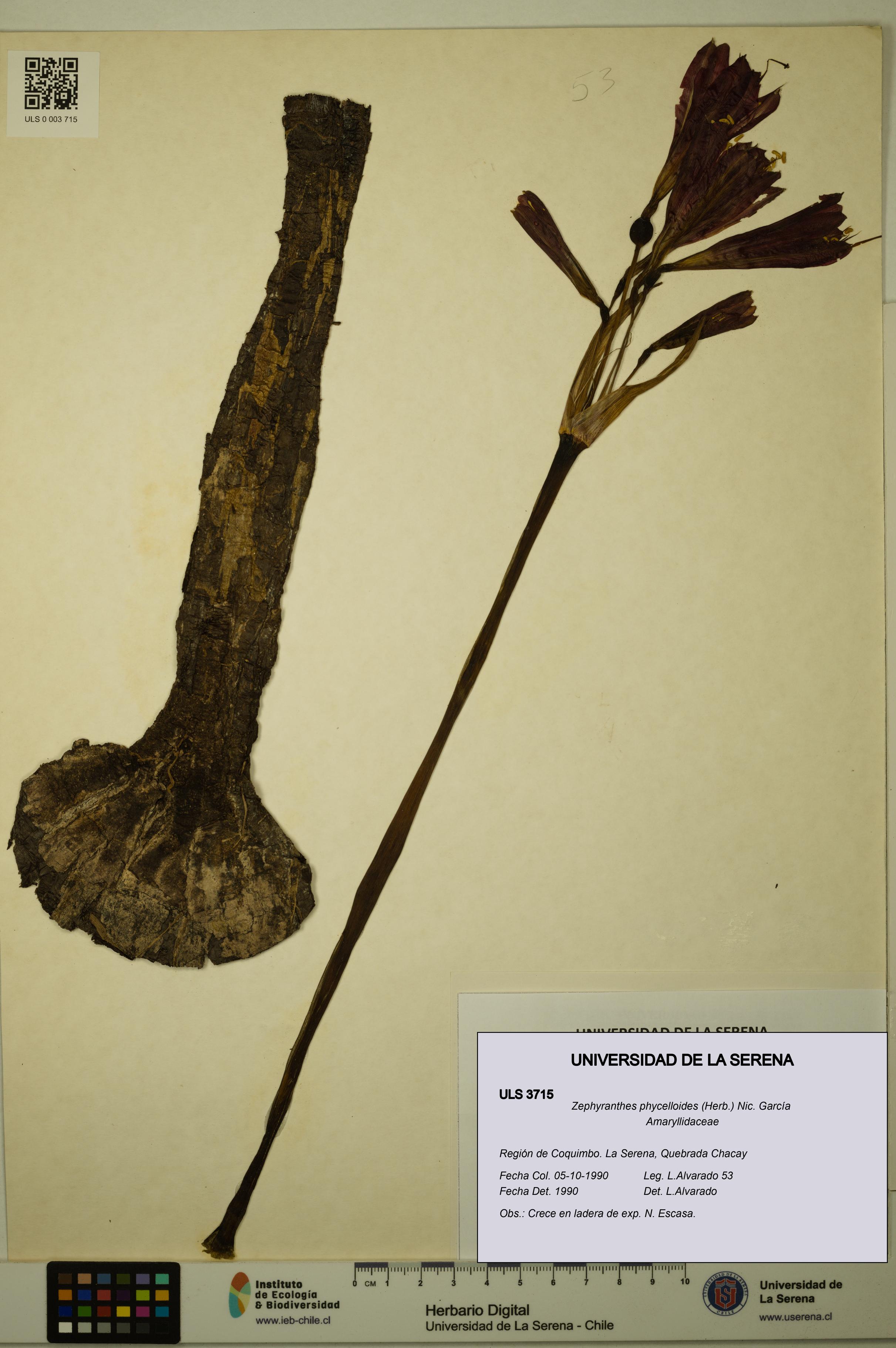 Zephyranthes phycelloides [Espécimen: ULS:ULS:0003715]